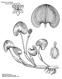   Pontederia rotundifolia ; drawing © University of Florida/IFAS Center for Aquatic and Invasive Plants, used with permission 