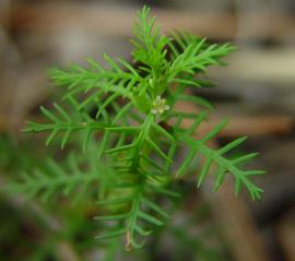   Proserpinaca pectinata  stem apex; photo © D. Tenaglia 