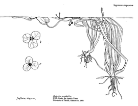   Sagittaria stagnorum ; drawing © University of Florida/IFAS Center for Aquatic and Invasive Plants, used with permission 