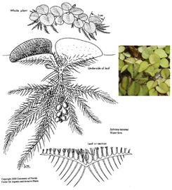   Salvinia minima  (= S. rotundifolia ); drawing © University of Florida/IFAS Center for Aquatic and Invasive Plants, used with permission; inset photo: S.L. Winterton 