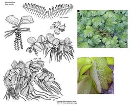   Salvinia molesta ; drawing © University of Florida/IFAS Center for Aquatic and Invasive Plants, used with permission; inset photos © S. Navie 