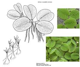   Salvinia rotundifolia ; drawing © University of Florida/IFAS Center for Aquatic and Invasive Plants, used with permission; inset photos: S.L. Winterton 