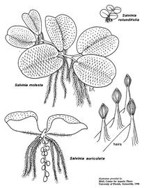   Salvinia rotundifolia, S. molesta, S. auriculata ; drawing © University of Florida/IFAS Center for Aquatic and Invasive Plants, used with permission 