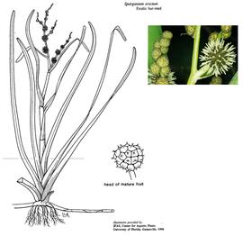   Sparganium erectum ; drawing © University of Florida/IFAS Center for Aquatic and Invasive Plants, used with permission; inset photo © M. Storey 