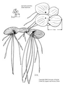   Spirodela polyrrhiza ; drawing © University of Florida/IFAS Center for Aquatic and Invasive Plants, used with permission 