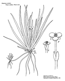   Stratiotes aloides ; drawing © University of Florida/IFAS Center for Aquatic and Invasive Plants, used with permission 