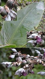   Thalia dealbata  leaf and flowers; photos: S.L. Winterton 