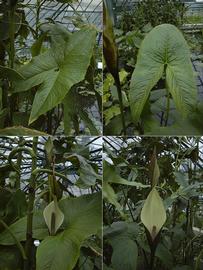   Urospatha grandis  leaf and inflorescence; photos © D. Scherberich 