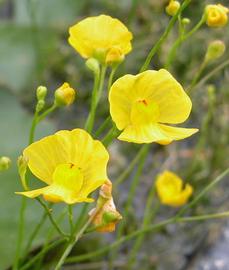   Utricularia gibba  emergent flowers; photo: S.L. Winterton 