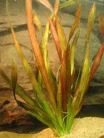   Vallisneria nana , submersed, Howard River, Australia; photo © C. Niautou 