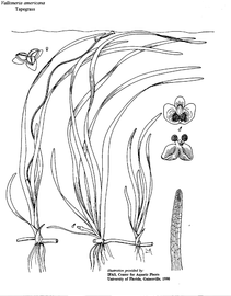   Vallisneria americana ; drawing © University of Florida/IFAS Center for Aquatic and Invasive Plants, used with permission 