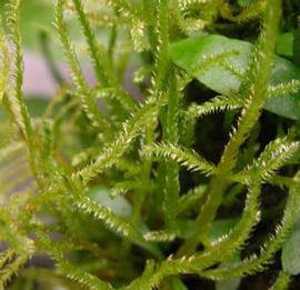   Vesicularia dubyana , emersed; photo: S.L. Winterton 