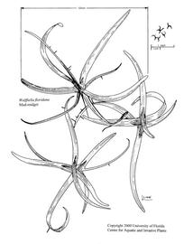   Wolffiella floridana ; drawing © University of Florida/IFAS Center for Aquatic and Invasive Plants, used with permission 