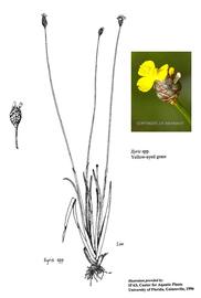   Xyris  sp.; drawing © University of Florida/IFAS Center for Aquatic and Invasive Plants, used with permission; inset photo © J.R. Manhart 