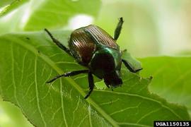  Japanese beetle feeding on evening primrose; photo by Doug Stone, Mississippi State University, Bugwood.org 
