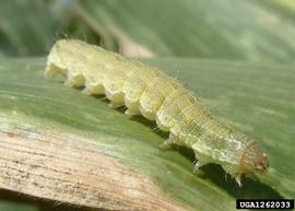  Cotton bollworm larva; photo by Antoine Guyonnet, Lépidoptères Poitou-Charentes, Bugwood.org 
