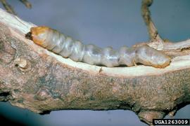  Citrus longhorned beetle larva; photo by National Plant Protection Organization, the Netherlands, Bugwood.org 
