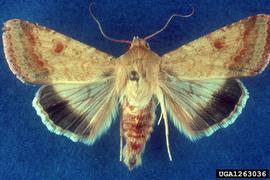  Cotton bollworm adult; photo by W. Billen, Pflanzenbeschaustelle, Weil am Rhein, Bugwood.org 
