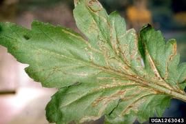  Pea leafminer damage to chrysanthemum; photo by National Plant Protection Organization, the Netherlands, Bugwood.org 
