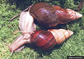  Giant African snail; photo by Yuri Yashin, achatina.ru, Bugwood.org 
