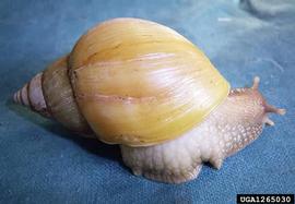  Giant African snail with albino shell; photo by Yuri Yashin, achatina.ru, Bugwood.org 
