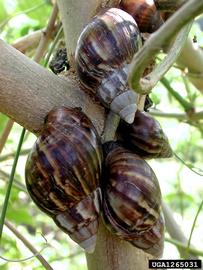  Giant African snail infestation; photo by David G. Robinson, USDA APHIS PPQ, Bugwood.org 
