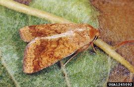  Cotton bollworm adult; photo by Paolo Mazzei, Bugwood.org 
