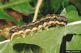  Cotton bollworm larva; photo by Paolo Mazzei, Bugwood.org 
