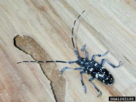  Citrus longhorned beetle adult; photo by Art Wagner, USDA - APHIS, Bugwood.org 
