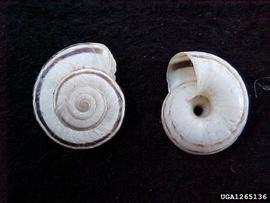  Eastern heath snail shells; photo by Ross Mayhew, Schooner Specimen Shells, Bugwood.org 
