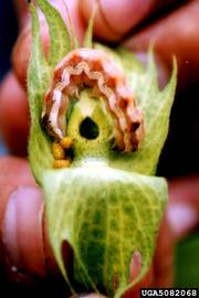  Cotton bollworm larva with damage on cotton; photo by O.P. Sharma, Bugwood.org 
