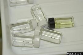  Pea leafminer specimens in vials; photo by Florida Division of Plant Industry , Florida Department of Agriculture and Consumer Services, Bugwood.org 
