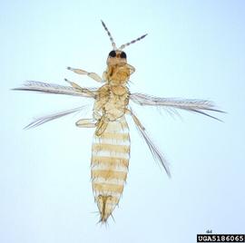  Melon thrips slide-mounted adult; photo by Stan Diffie, University of Georgia, Bugwood.org 
