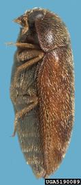  Khapra beetle adult, lateral view; photo by Natasha Wright, Braman Termite & Pest Elimination, Bugwood.org 
