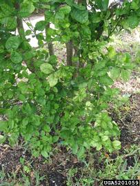  Citrus greening disease symptoms; photo by Florida Division of Plant Industry , Florida Department of Agriculture and Consumer Services, Bugwood.org 
