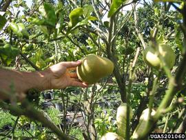  Citrus greening disease symptoms; photo by Florida Division of Plant Industry , Florida Department of Agriculture and Consumer Services, Bugwood.org 
