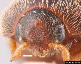  Khapra beetle, anterior/face view; photo by Pest and Diseases Image Library , Bugwood.org 
