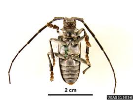  Citrus longhorned beetleadult, ventral view; photo by Pest and Diseases Image Library, Bugwood.org 
