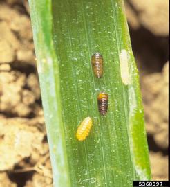  Pea leafminer pupae; photo by Merle Shepard, Gerald R.Carner, and P.A.C Ooi, Insects and their Natural Enemies Associated with Vegetables and Soybean in Southeast Asia, Bugwood.org 
