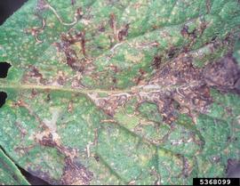  Pea leafminer damage to potato leaf; photo by Merle Shepard, Gerald R.Carner, and P.A.C. Ooi, Insects and their Natural Enemies Associated with Vegetables and Soybean in Southeast Asia, Bugwood.org 
