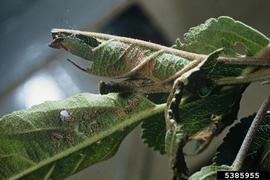  Light brown apple moth damage to apple leaves; photo by Department of Primary Industries and Water, Tasmania, Bugwood.org 
