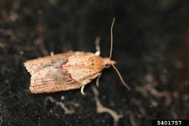  Light brown apple moth adult; photo by Lesley Ingram, Bugwood.org 
