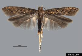  Tomato leafminer adult male; photo by Sangmi Lee, Hasbrouck Insect Collection, Arizona State University, Bugwood.org 
