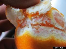  False codling moth larvae in orange; photo by Kenneth R. Law, USDA APHIS PPQ, Bugwood.org 
