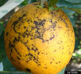  Citrus Black Spot 
