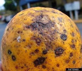  Citrus Black Spot 
