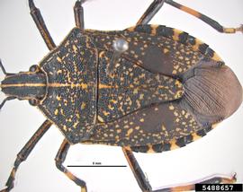  Yellow-spotted stink bug adult, dorsal view; photo by Pest and Diseases Image Library, Bugwood.org 
