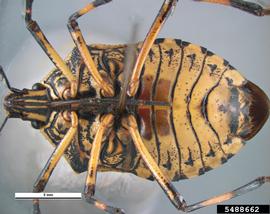  Yellow-spotted stink bug adult, ventral view; photo by Pest and Diseases Image Library, Bugwood.org 
