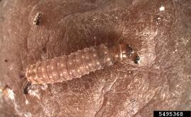  European grapevine moth larva; photo by Todd Gilligan and Marc Epstein, TortAI: Tortricids of Agricultural Importance, USDA APHIS PPQ, Bugwood.org 
