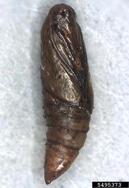  European grapevine moth pupa; photo by Todd Gilligan and Marc Epstein, TortAI: Tortricids of Agricultural Importance, USDA APHIS PPQ, Bugwood.org 
